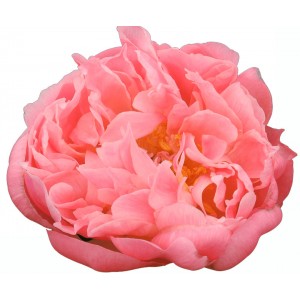 Peonija `Coral Supreme` Peonija `Coral Supreme`